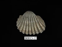 藏品(血蚶)的圖片